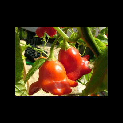 Sementes Piripiri Sino de Natal Malagueta Pimenta Capsicum baccatum