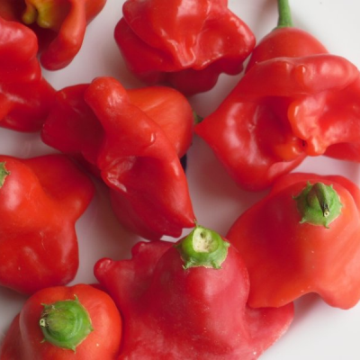 Sementes Piripiri Sino de Natal Malagueta Pimenta Capsicum baccatum