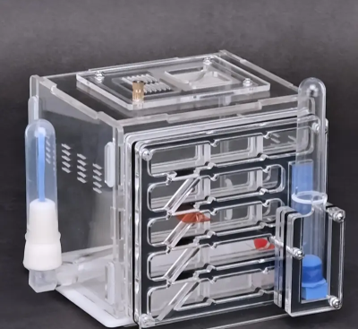 Formicário Ant Farm Formicarium formigas estimação com bebedouros