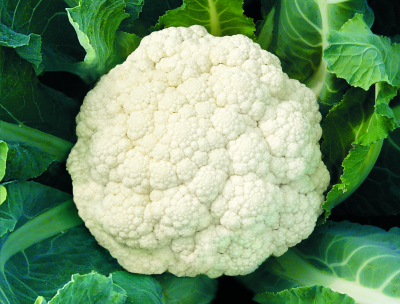 Pack sementes hortaliça couve flor gigante