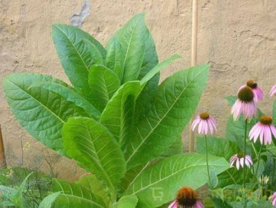 Sementes tabaco Virginia Gold cigarros tabaco enrolar