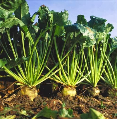 Sementes de beterraba açucareira, FAÇA O SEU PROPRIO AÇUCAR