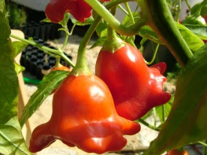 Sementes Piripiri Sino de Natal Malagueta Pimenta Capsicum baccatum