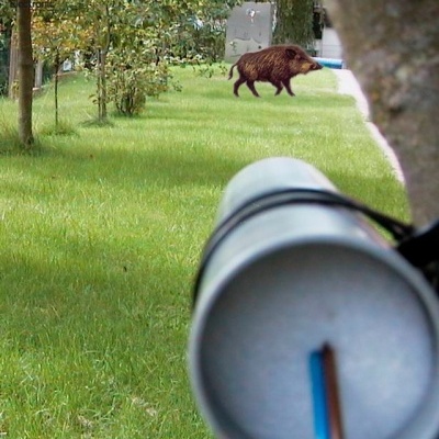 Campo verde com javali ao fundo e dispositivo cilíndrico metálico em primeiro plano com fios, marca Kemo