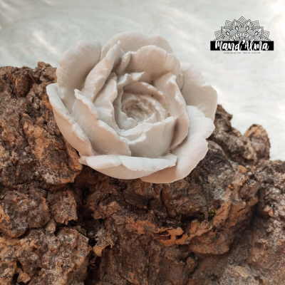 Rosa grande gesso perfumado