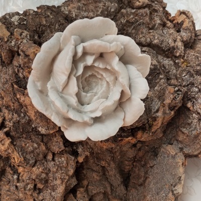 Rosa grande gesso perfumado