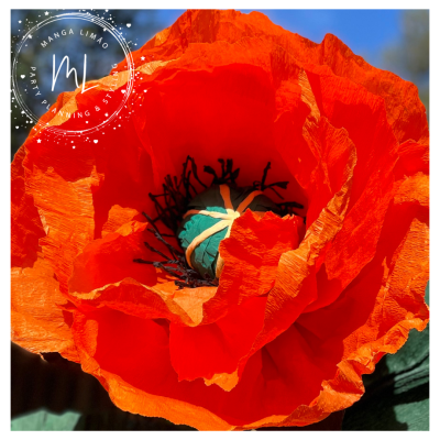 Papoila Gigante de Papel (cor-de-laranja )