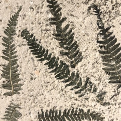 Exemplos de Papel Vivo ou Papel Semente