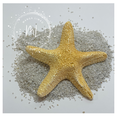 Estrela do Mar em gesso perfumado