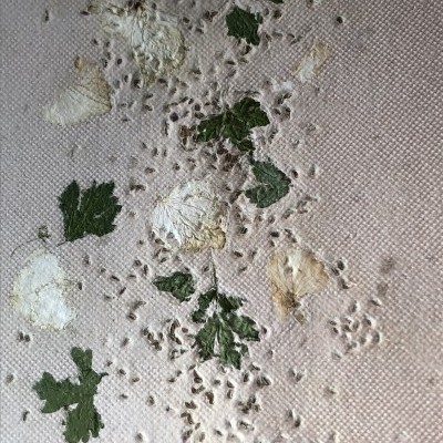 Exemplos de Papel Vivo ou Papel Semente