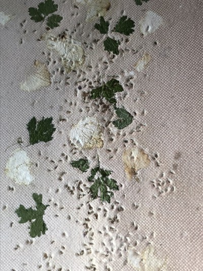 Exemplos de Papel Vivo ou Papel Semente