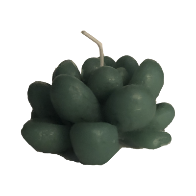 Vela suculenta simples