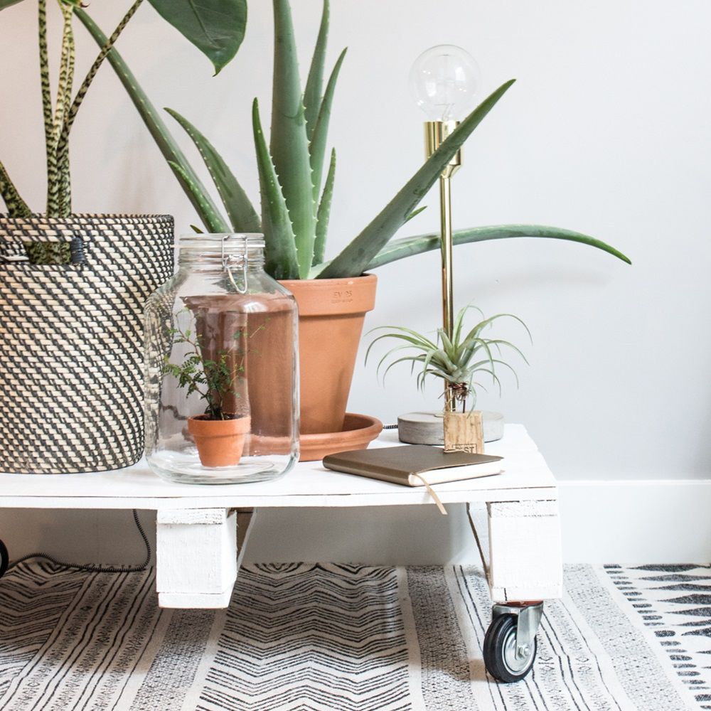 Aloe vera a planta medicinal