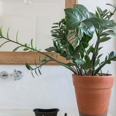 Zami nos ambientes clean