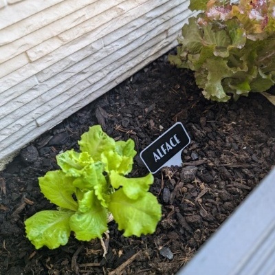 Etiquetas para Horta