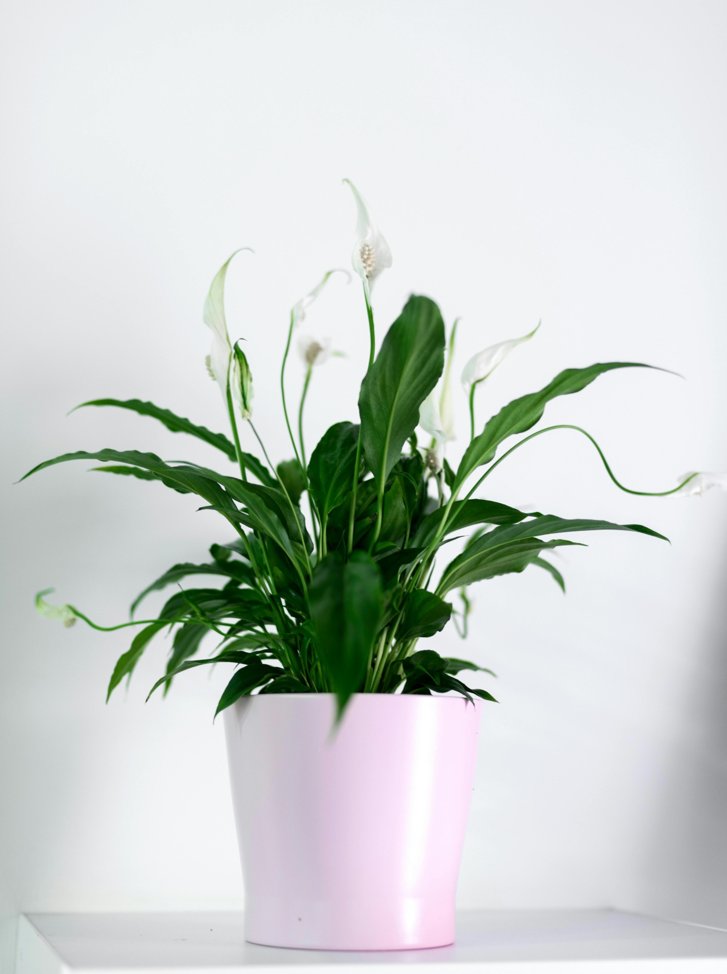 Lírio_da_paz_plantas_para_quartos_MariaCastanha