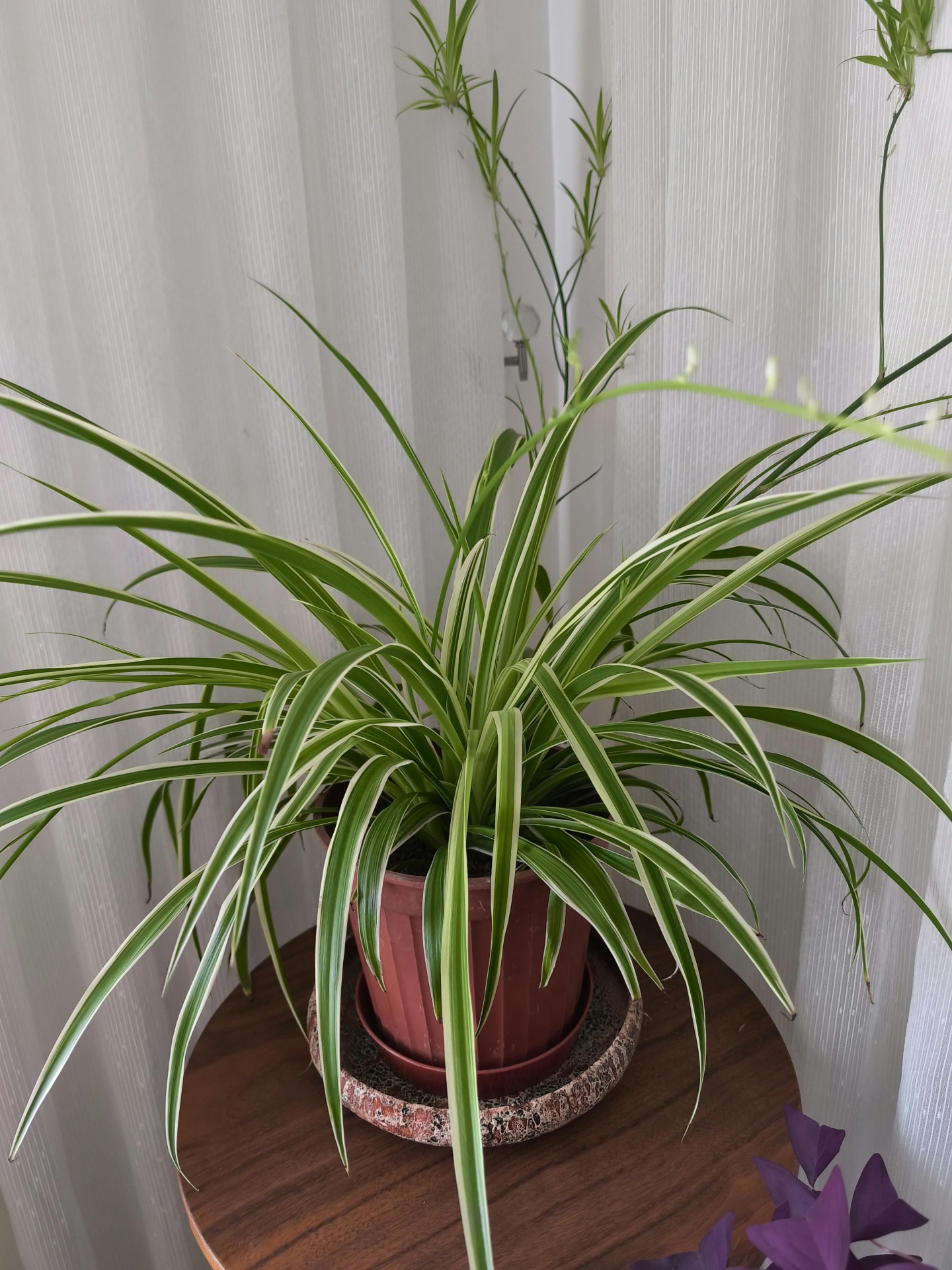 Clorófito_plantas_para_quartos_MariaCastanha