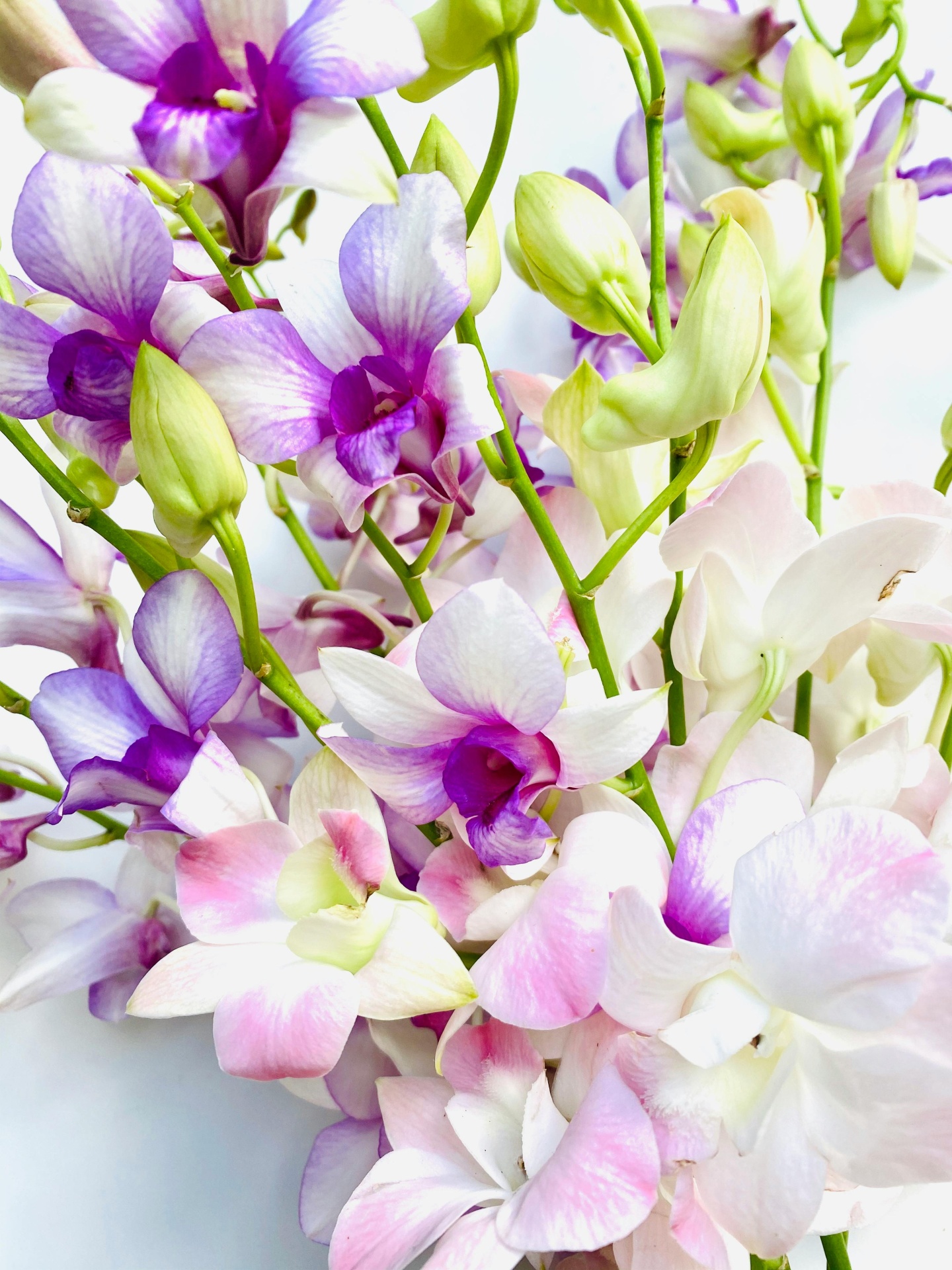 Orquídea_Dendrobium_plantas_para_quartos_MariaCastanha