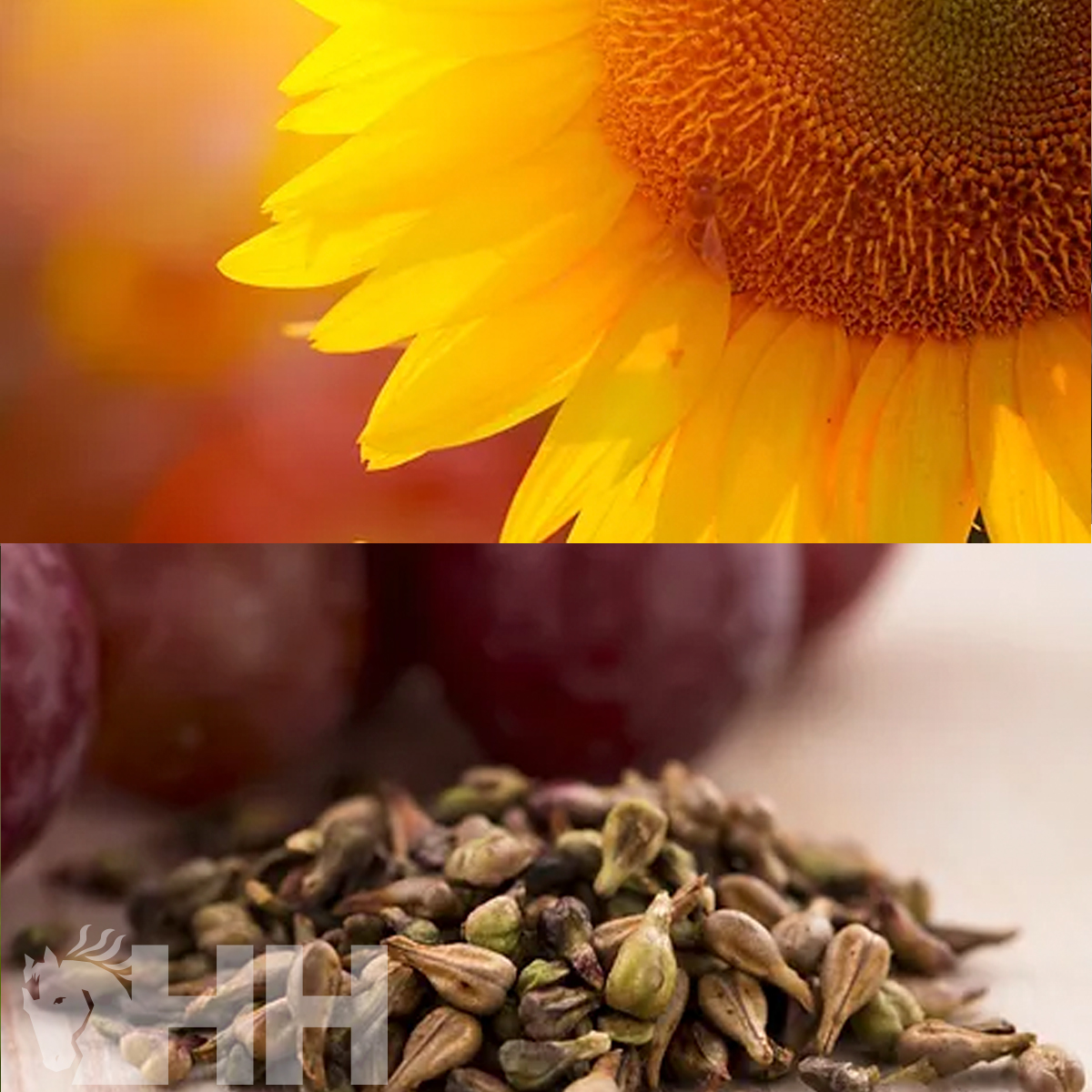 Flor de girassol amarelo vivo e sementes com uvas ao fundo