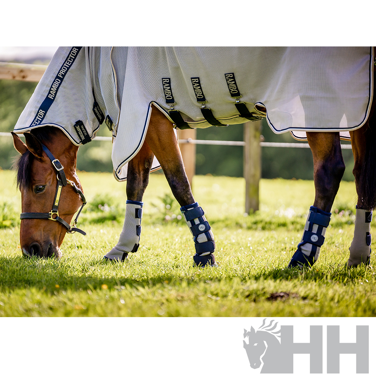 Cavalo com cobertor branco de proteção e botas azuis a pastar num campo grassy com cerca de madeira.