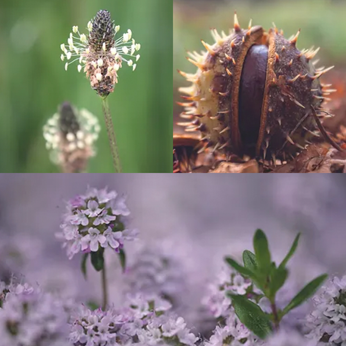 ELIXIR LEOVET BRONQUIAL RESPIRATORY SYRUP