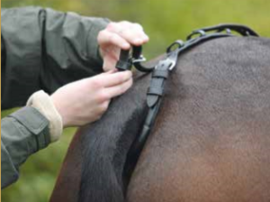 Harness Up with Ideal IDEAL