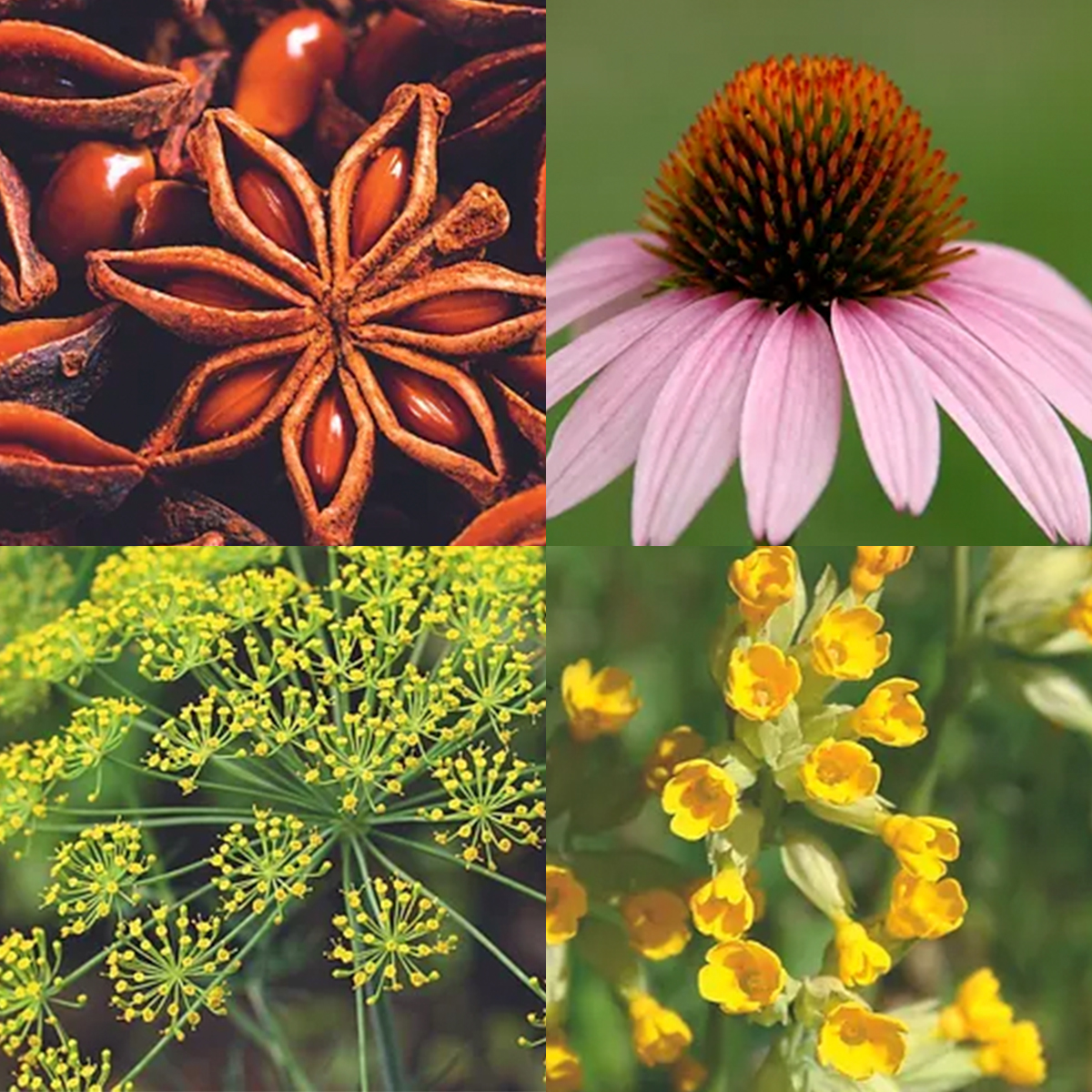 ELIXIR LEOVET BRONQUIAL RESPIRATORY SYRUP