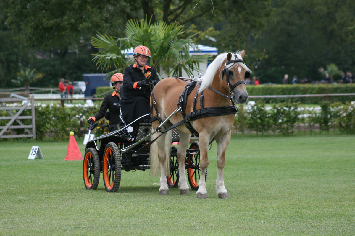 Arreios de Atrelagem Marathon  IDEAL