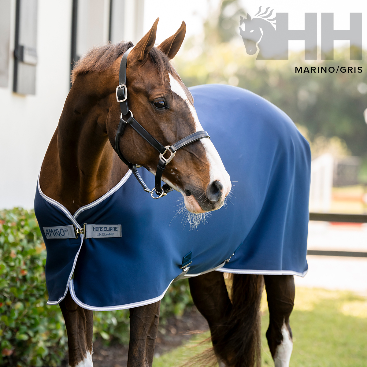 Cavalo com manta azul HH ao ar livre