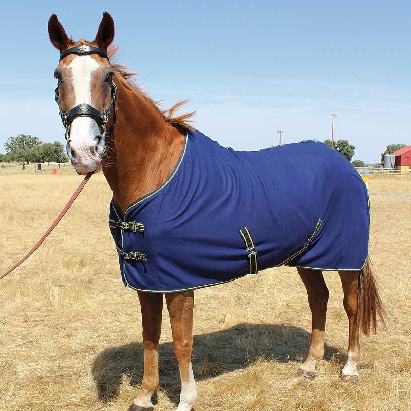 Cavalo com manta azul escura em campo seco