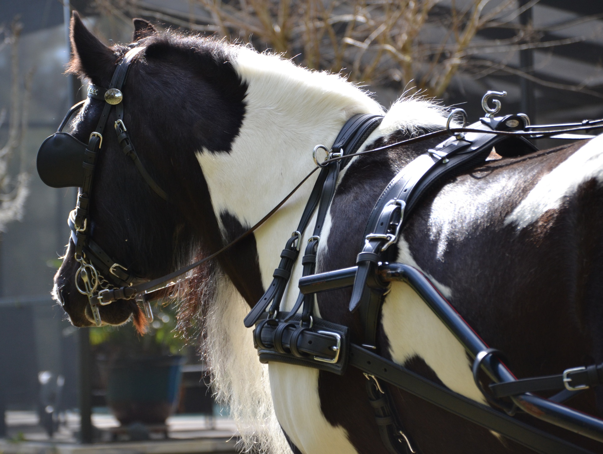 Arreios de Atrelagem EuroTech Classic  IDEAL