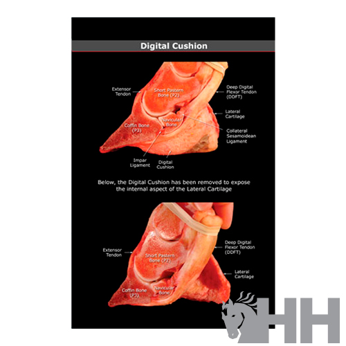 Imagem anatómica do casco de cavalo com etiquetas a identificar estruturas ósseas e ligamentares
