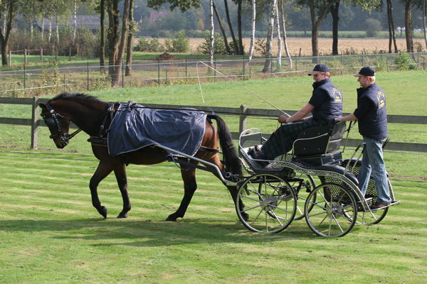 Cavalo castanho com carruagem e duas pessoas em campo verde