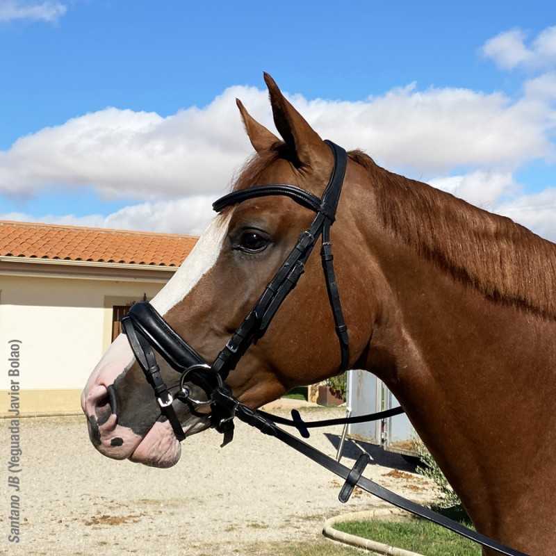 Cabeçada para bridão ovalada modelo OMEGA