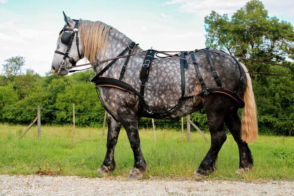 Arreios de Atrelagem WebTech Combination  IDEAL