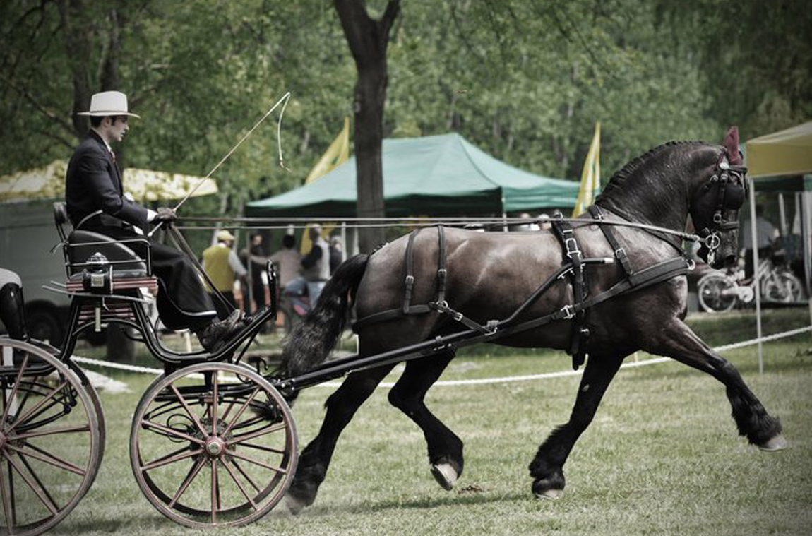 Arreios de Atrelagem WebTech Combination  IDEAL