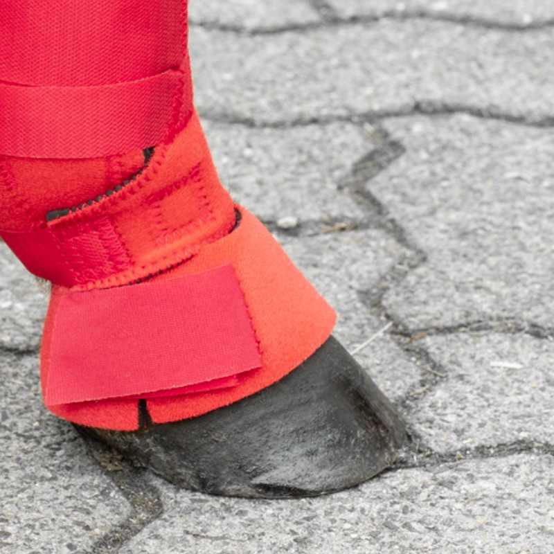 Cloches para Shetland USG