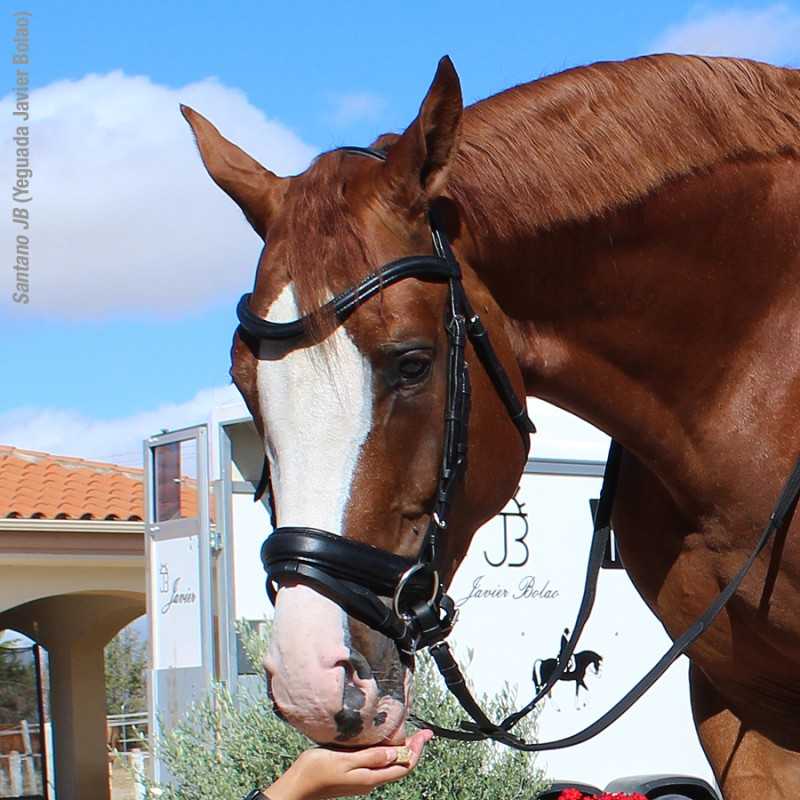 Cabeçada para bridão ovalada modelo OMEGA