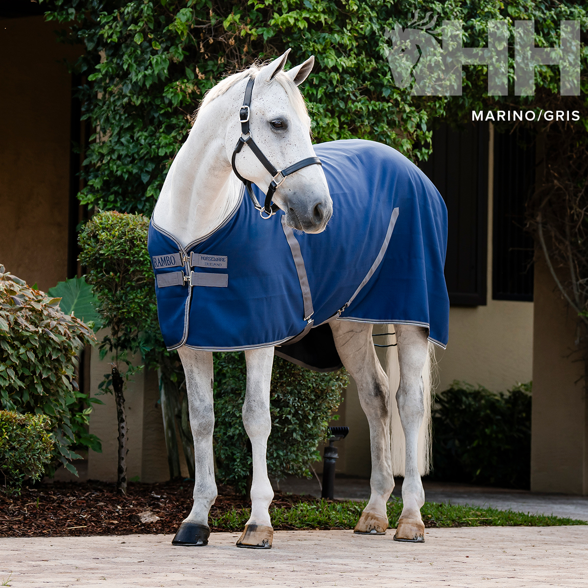 Cavalo branco usando manta azul marinho com tiras cinzentas em ambiente exterior