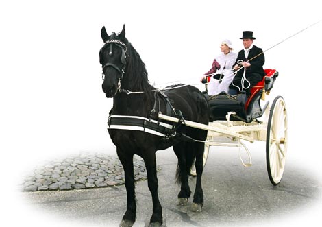 Arreios de Atrelagem Friesian  IDEAL