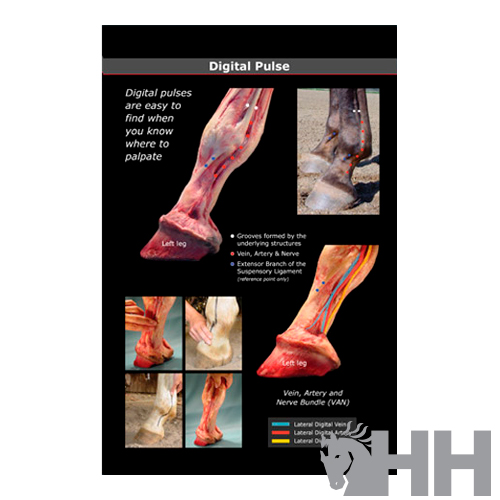 Imagem educativa do pulso digital do cavalo com veias, artérias e nervos destacados.
