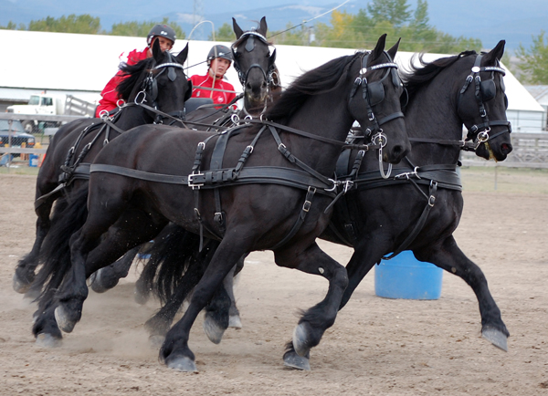 Arreios de Atrelagem Marathon  IDEAL
