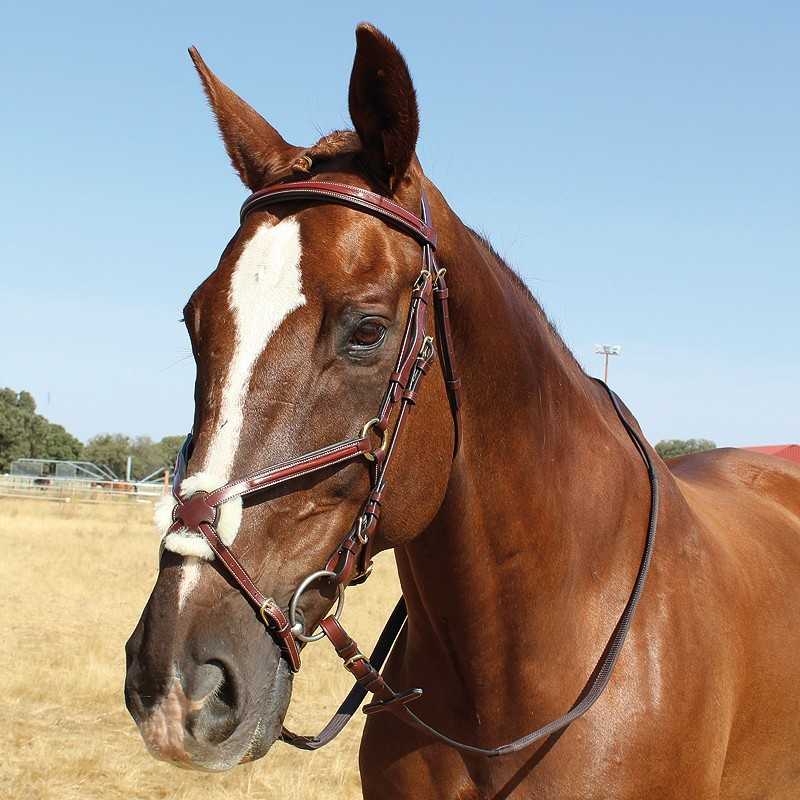 Cabeçada para bridão com focinheira mexicana com rédeas de borracha