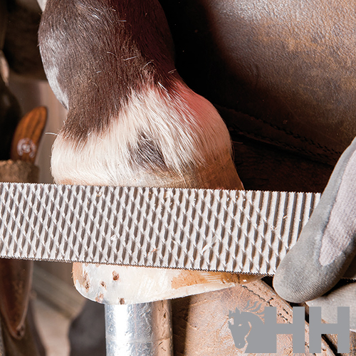 GROSA PFERD PARA CABO