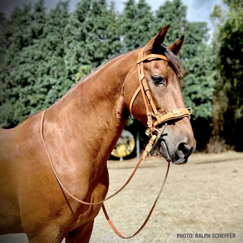 Cabeçada Modelo Josepha Marjoman