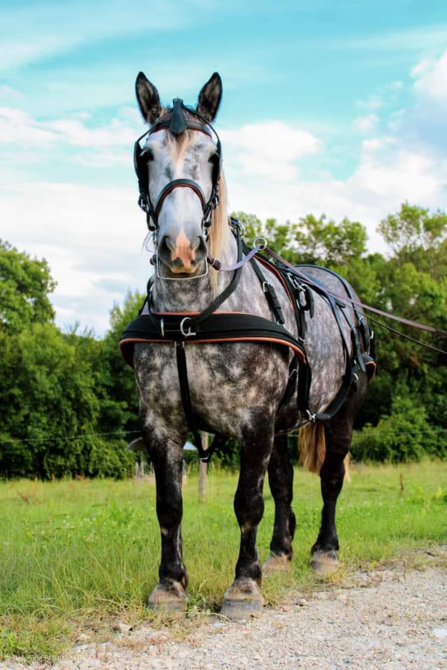 Arreios de Atrelagem WebTech Combination  IDEAL