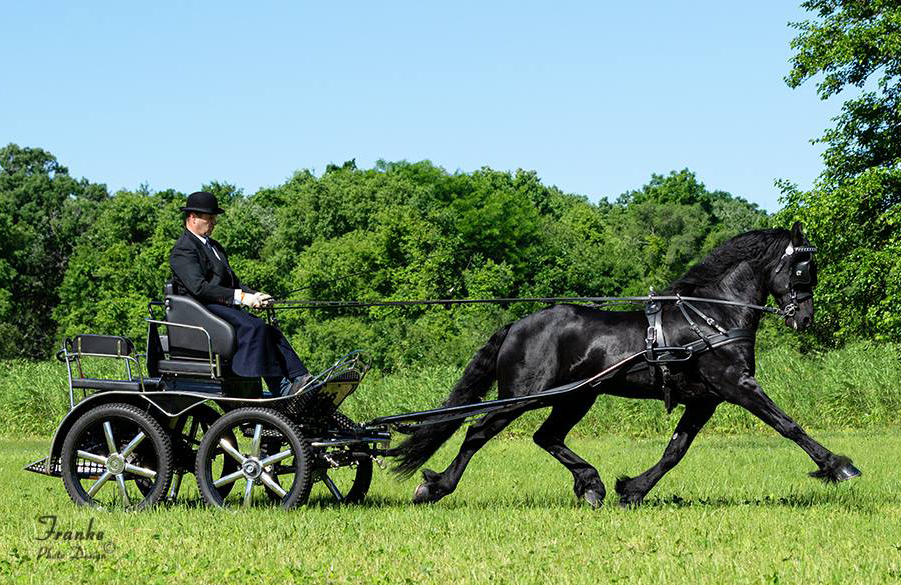 Arreios de Atrelagem Friesian  IDEAL