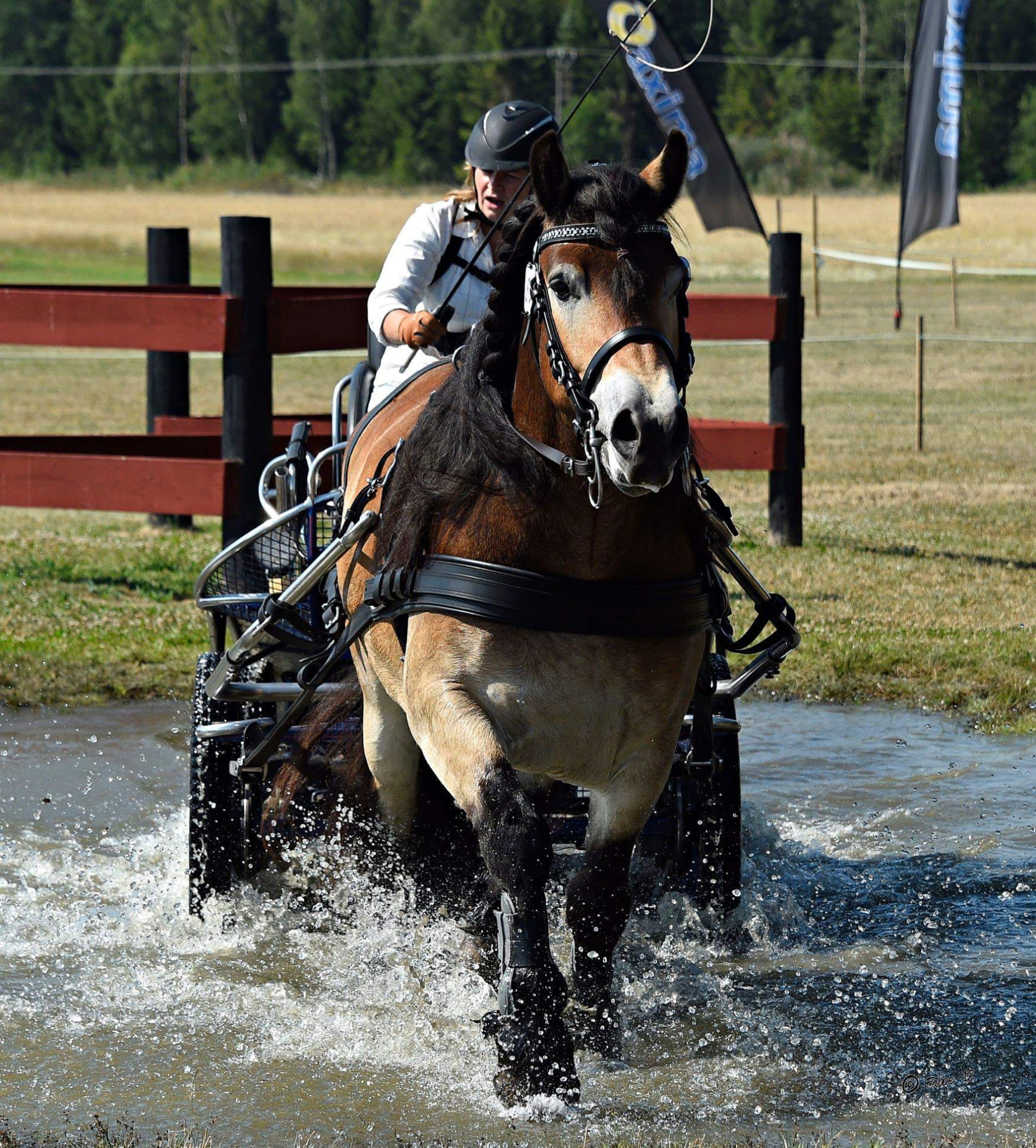 Arreios de Atrelagem Marathon  IDEAL