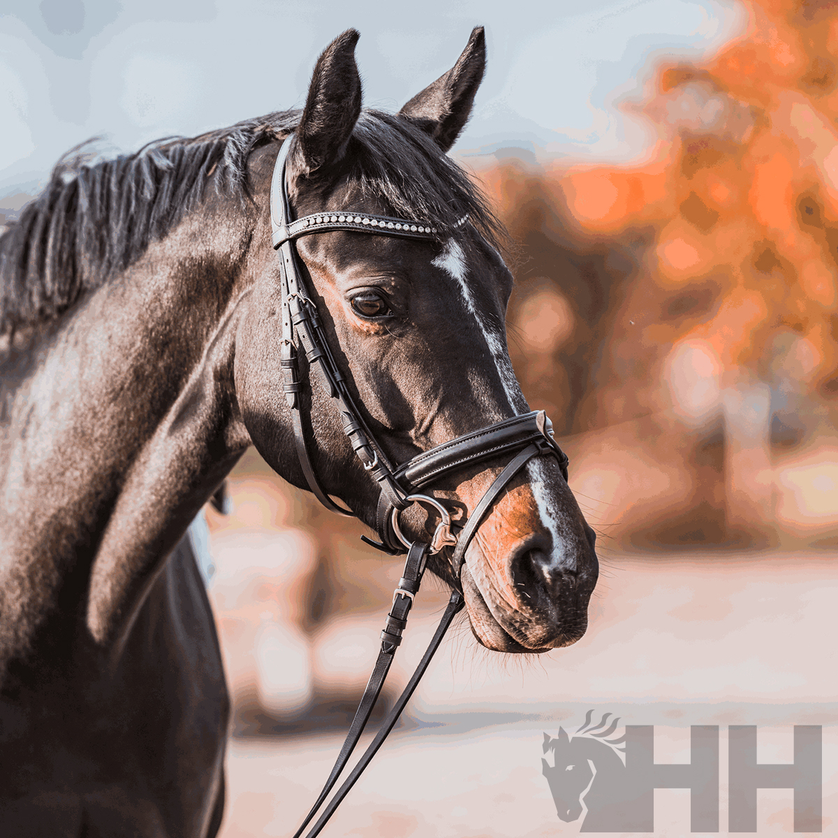 BRIDÃO SPRENGER BASIC OLIVA 70mm BIPARTIDO