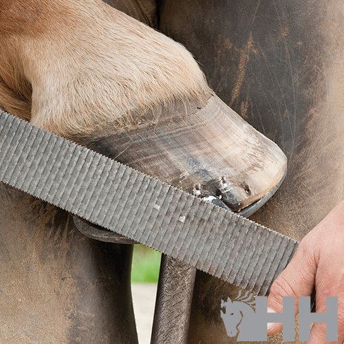 GROSA PFERD PARA CABO